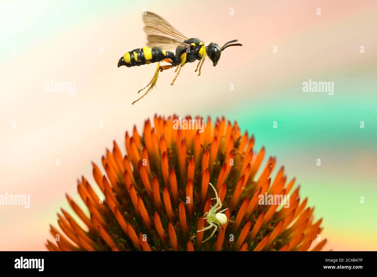 Bienenjagd-Kugelwespe (Cerceris rybyensis) fliegt über die Blüte der Koneblüten (Echinacea), Deutschland Stockfoto