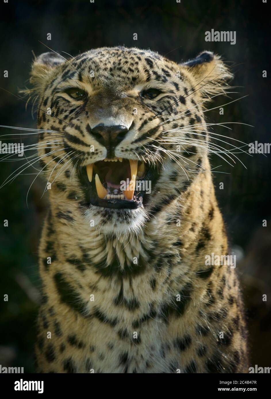Leopard (Panthera pardus), männlich, zischend, gefangen, Vorkommen in Afrika und Asien Stockfoto