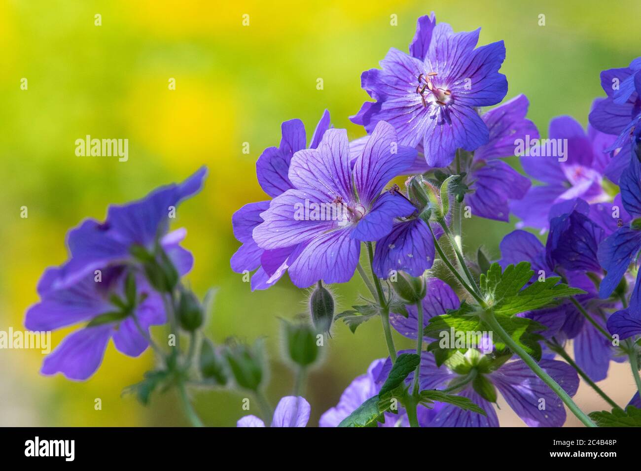 Geranium x magnificum oder Purple Cranesbill - winterharte Geranie im britischen Garten Stockfoto