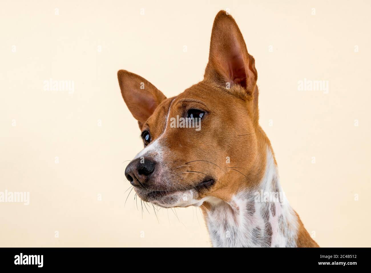 Basenji oder Kongo Terrier (Canis lupus familiaris), weiblich, 4 Jahre, rot-weiß, Tierportrait, neigter Kopf, Studioaufnahme, heller Hintergrund, Österreich Stockfoto