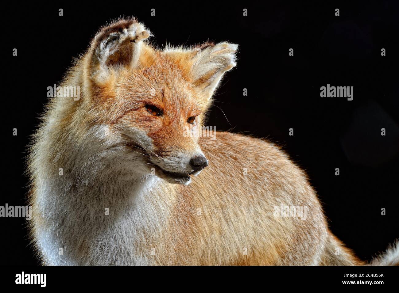 Rotfuchs (Vulpes vulpes), Tierpräparation, Deutschland Stockfoto