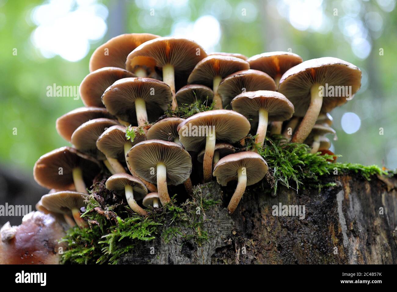 Zweifarbiger Holztuft (Kühneromyces mutabilis), Pilze auf moosigen Baumstumpf, Deutschland Stockfoto