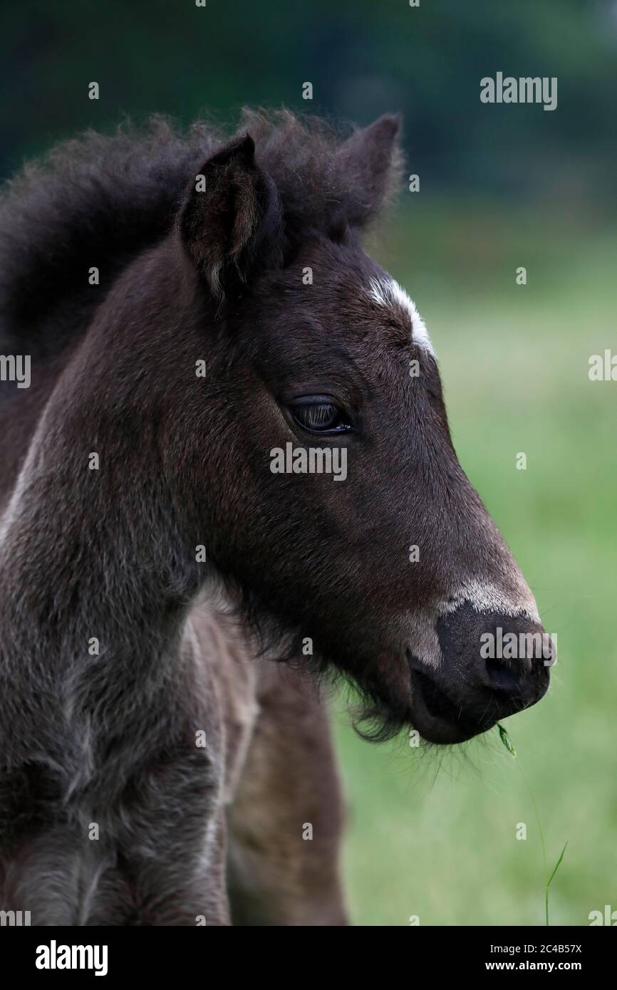 Islandpferd (Equus islandicus), Fohlen, Tierkind, Niedersachsen, Deutschland Stockfoto