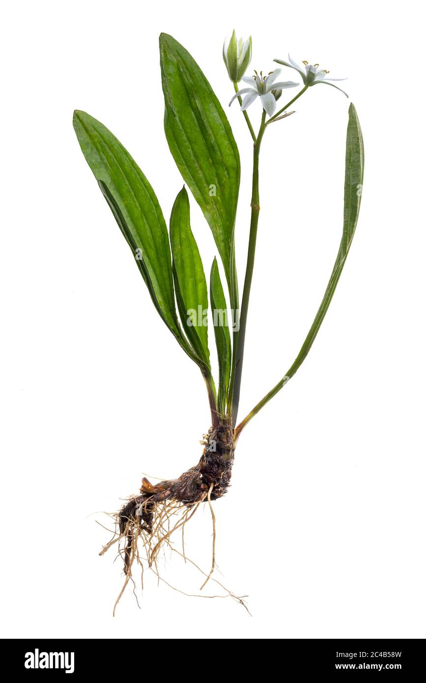 Stern-von-Bethlehem (Ornithogalum) auf weißem Grund, Deutschland Stockfoto