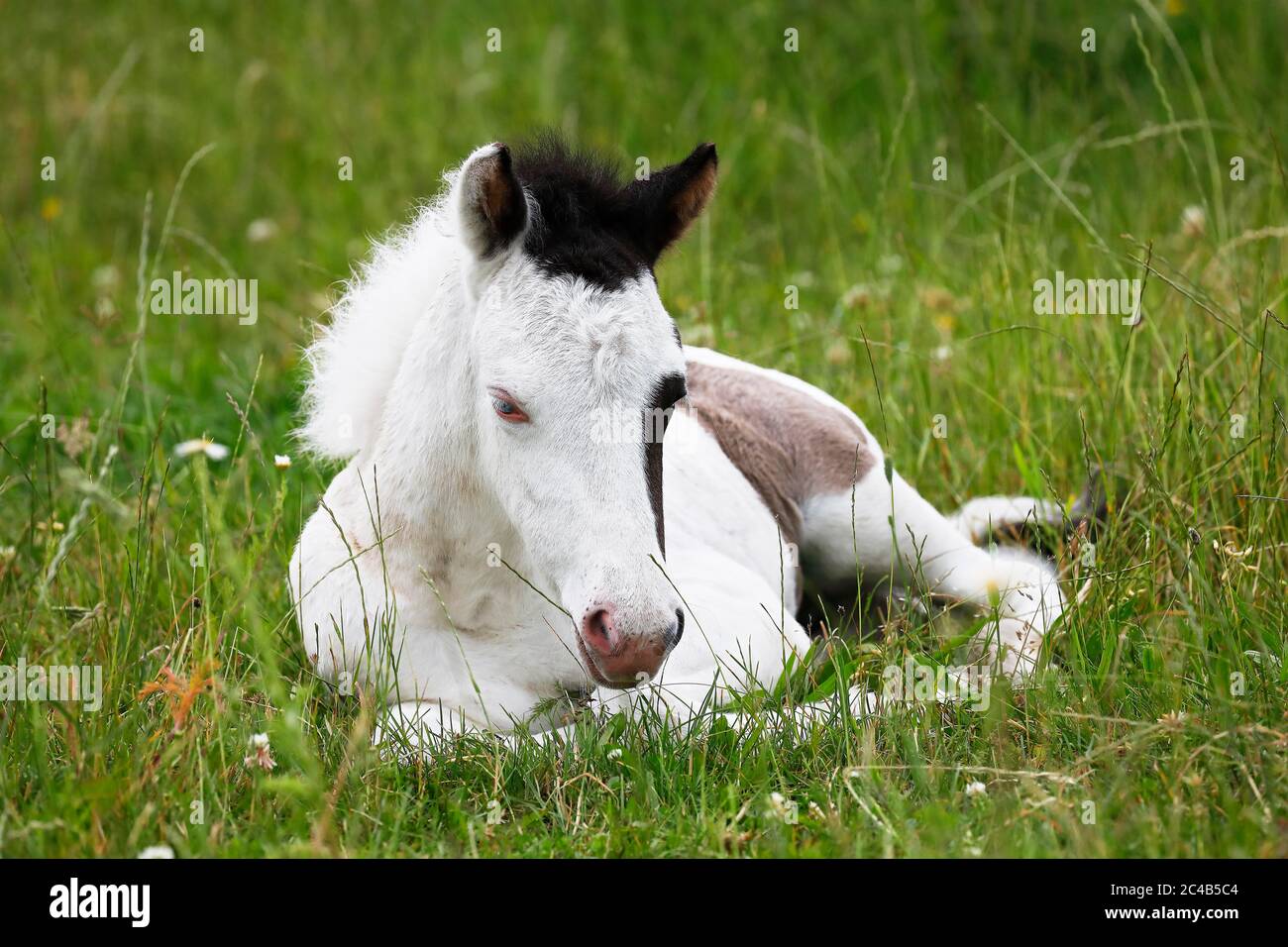 Islandpferd (Equus islandicus), Fohlen, Tierkind, Niedersachsen, Deutschland Stockfoto