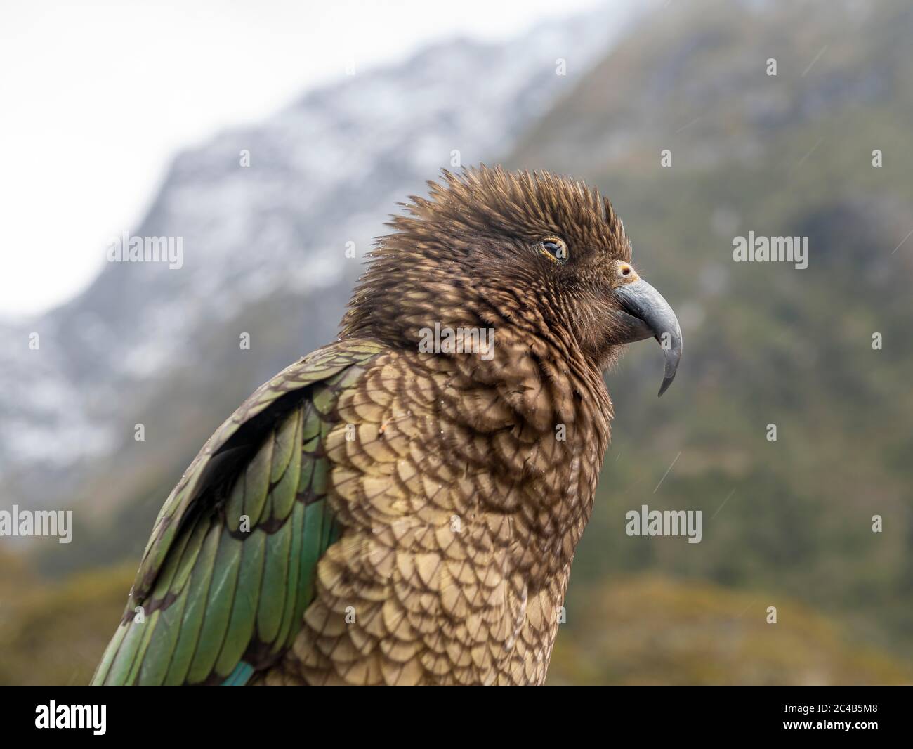 Kea (Nestor notabilis), Alttier, Fiordland National Park, Te Anau, Southland, South Island, Neuseeland Stockfoto
