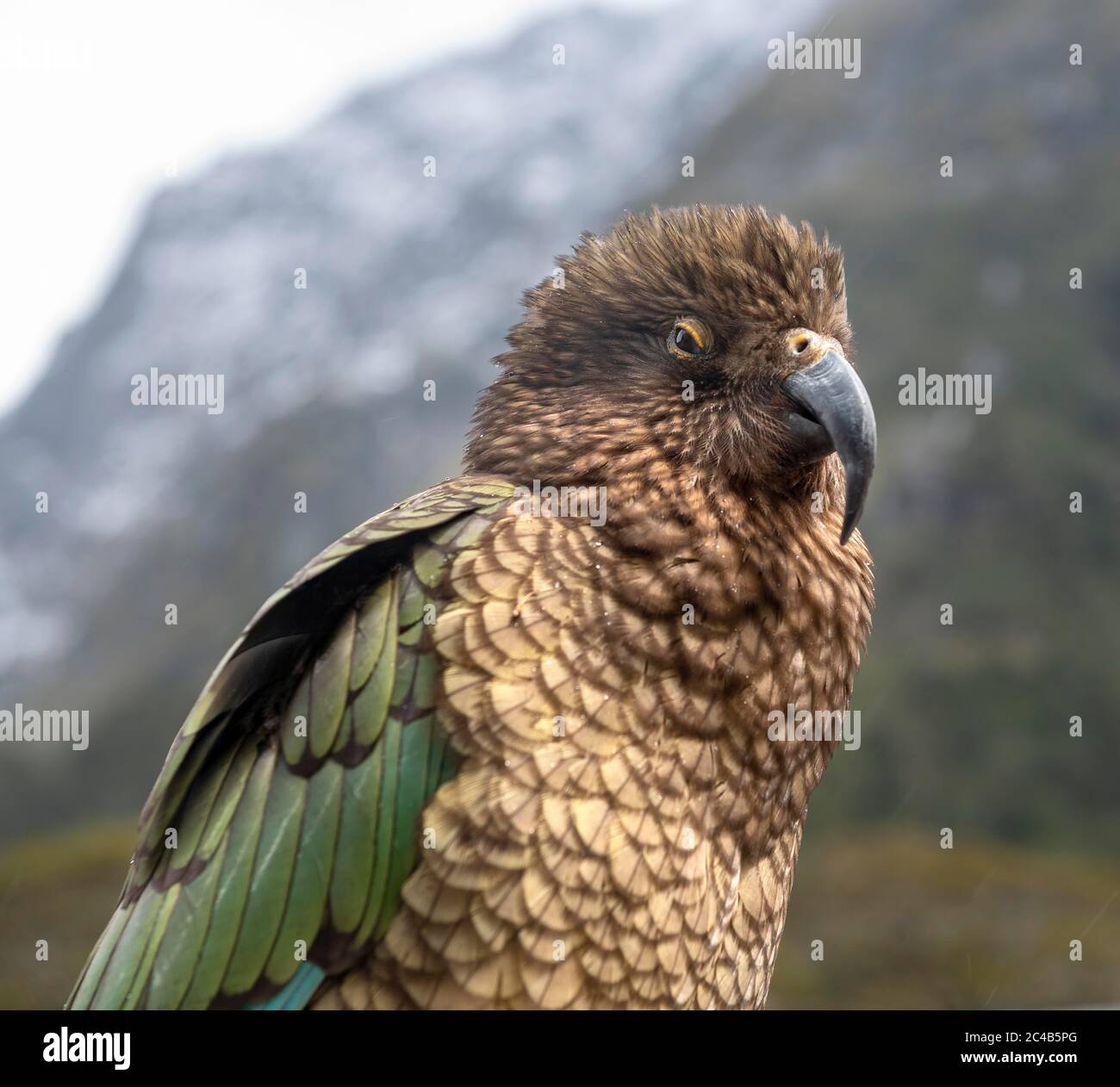 Kea (Nestor notabilis), Alttier, Fiordland National Park, Te Anau, Southland, South Island, Neuseeland Stockfoto
