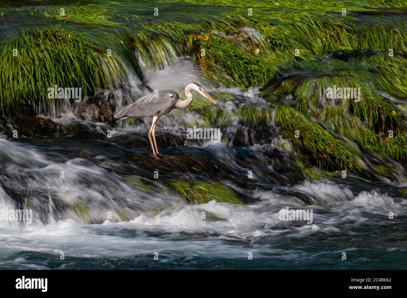 Graureiher (Ardea cinerea) beim Angeln, Fluss Una, Bosanska Krupa, Bosnien und Herzegowina Stockfoto