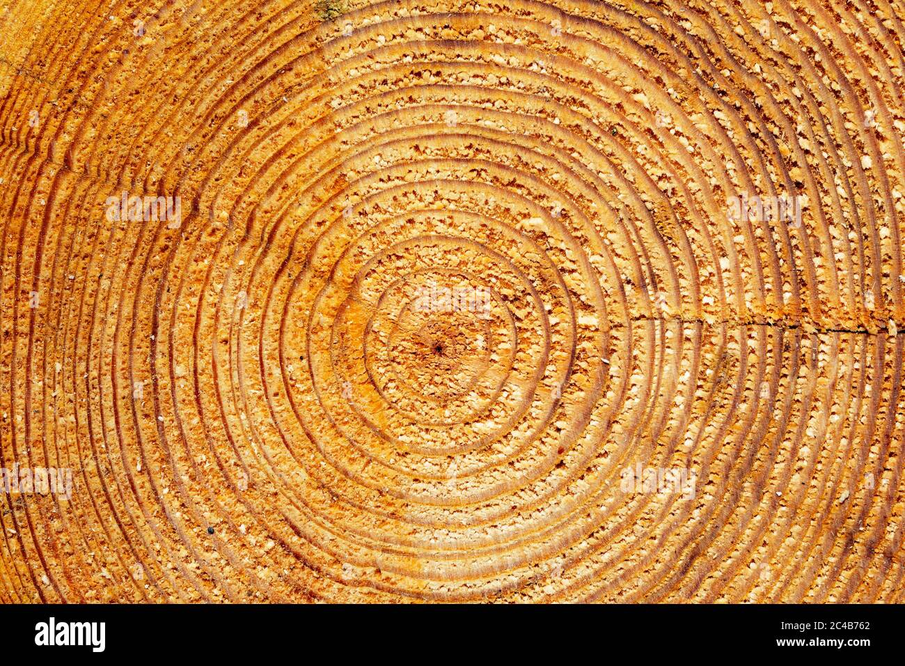 Holzstruktur mit Jahresringen, Schnittfläche, Österreich Stockfoto