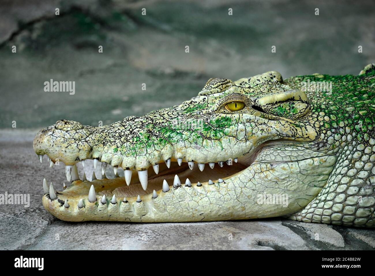 Weißes Salzwasserkrokodil, auch (Crocodylus porosus), Albino, moosig, mit offenem Mund, Tierportrait, gefangen, Deutschland Stockfoto