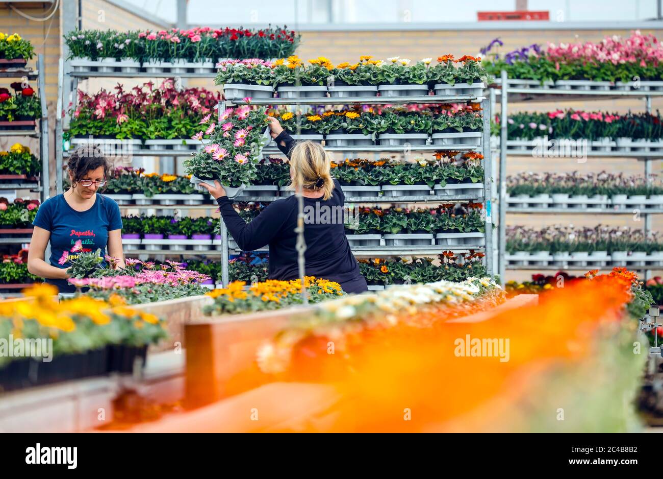 Gärtner im Gartenbau bereiten die Topfpflanzen für den Verkauf vor, Kempen, Niederrhein, Nordrhein-Westfalen, Deutschland Stockfoto
