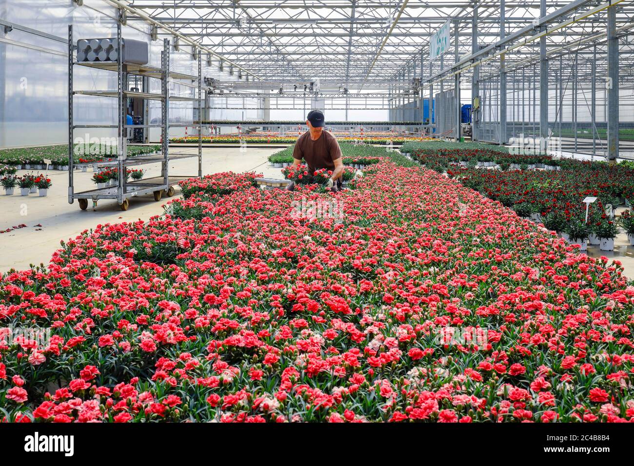 Gärtner in der Gärtnerei bereitet Topfpflanzen im Gewächshaus zum Verkauf vor, Kindergarten, Kempen, Niederrhein, Nordrhein-Westfalen, Deutschland Stockfoto