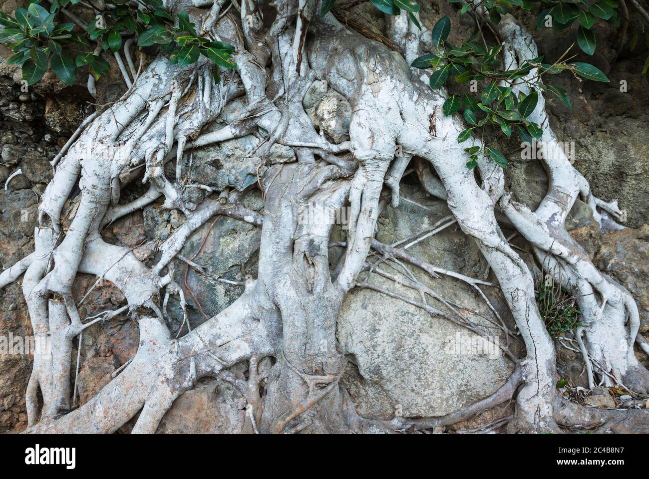 Wurzeln eines Feigenbaums, in der Nähe von Baracoa, Provinz Guantanamo, Kuba Stockfoto