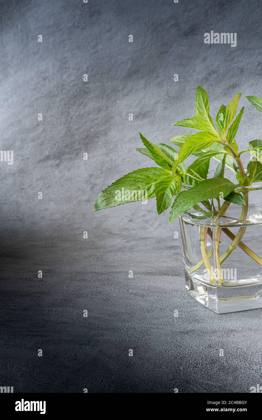 Bund von frischen grünen Minze mit Blättern in transparentem Glas mit Wasser gefüllt. Tageslicht. Vertikaler strukturierter grauer Hintergrund mit großem Kopierbereich. Stockfoto