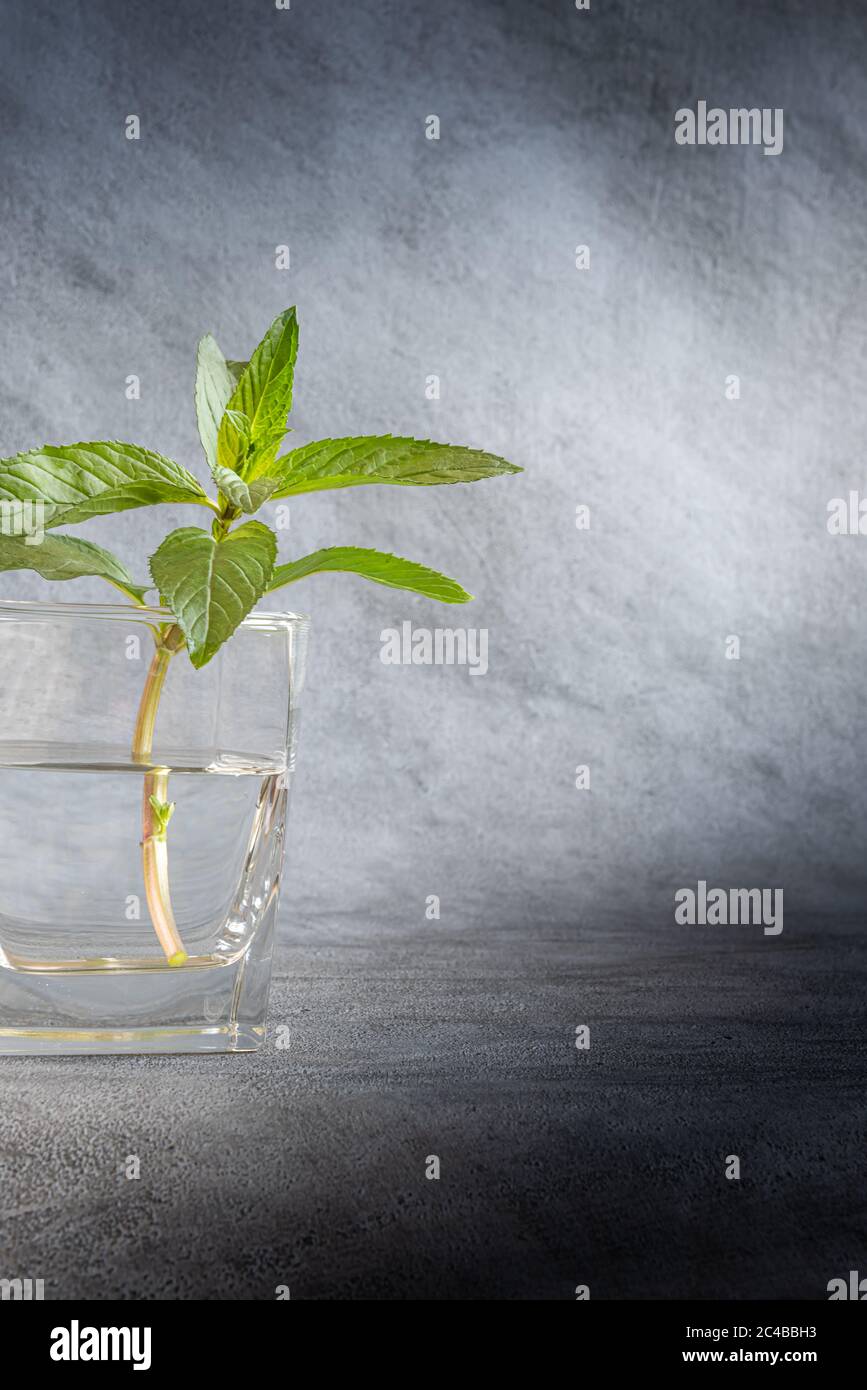 Ein Stamm aus frischer grüner Minze mit Blättern in durchsichtigem Glas, gefüllt mit Wasser. Tageslicht. Vertikaler strukturierter grauer Hintergrund mit großem Kopierer Stockfoto