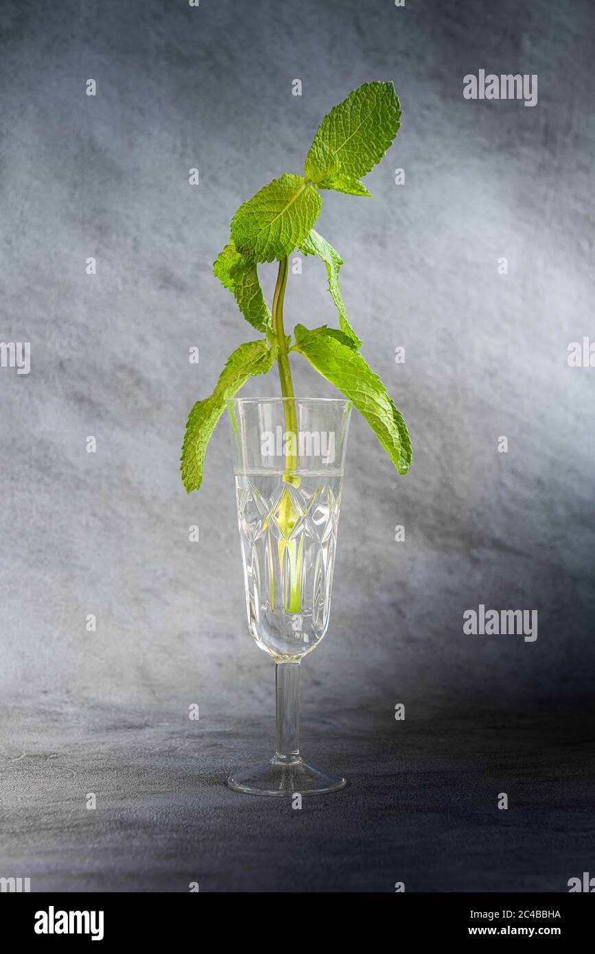 Ein Stamm aus frischer grüner Minze mit Blättern in durchsichtigem Glas, gefüllt mit Wasser. Tageslicht. Vertikaler strukturierter grauer Hintergrund mit großem Kopierer Stockfoto