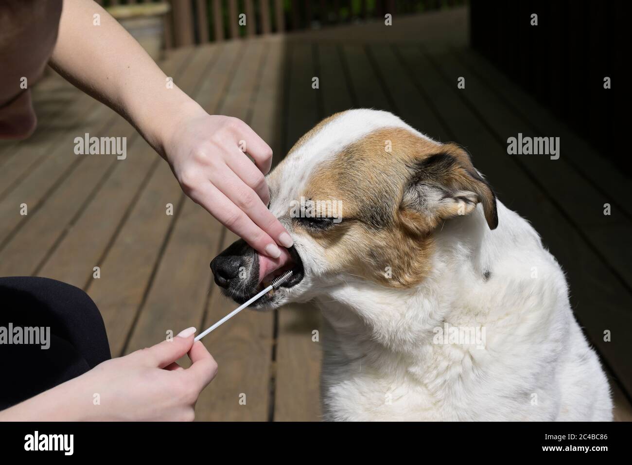 Hund DNA-Tests Abtupfen Wange Stockfoto