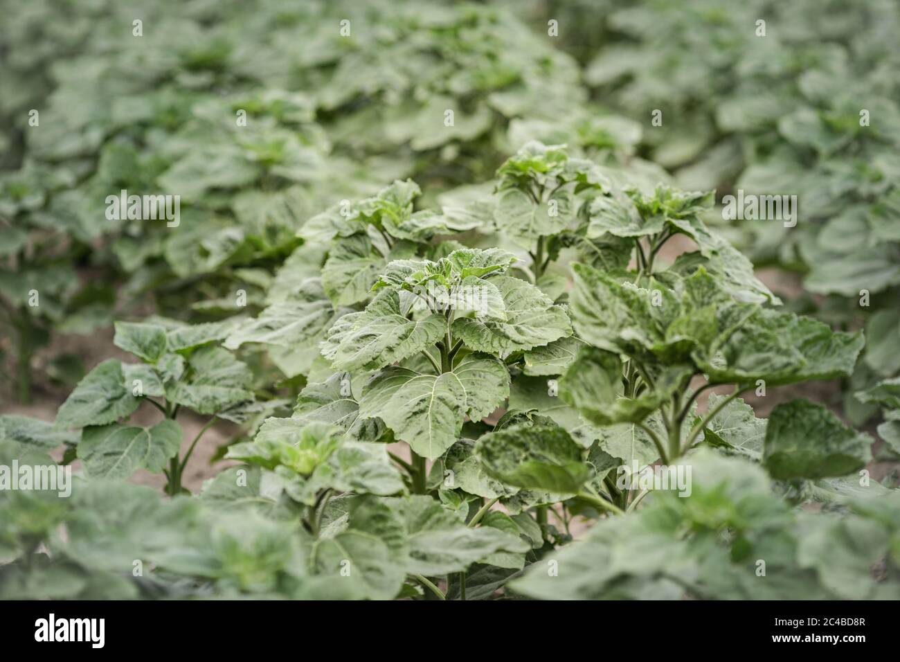 Artikeldetails mit jungen Sonnenblumenpflanzen auf einem Feld. Stockfoto