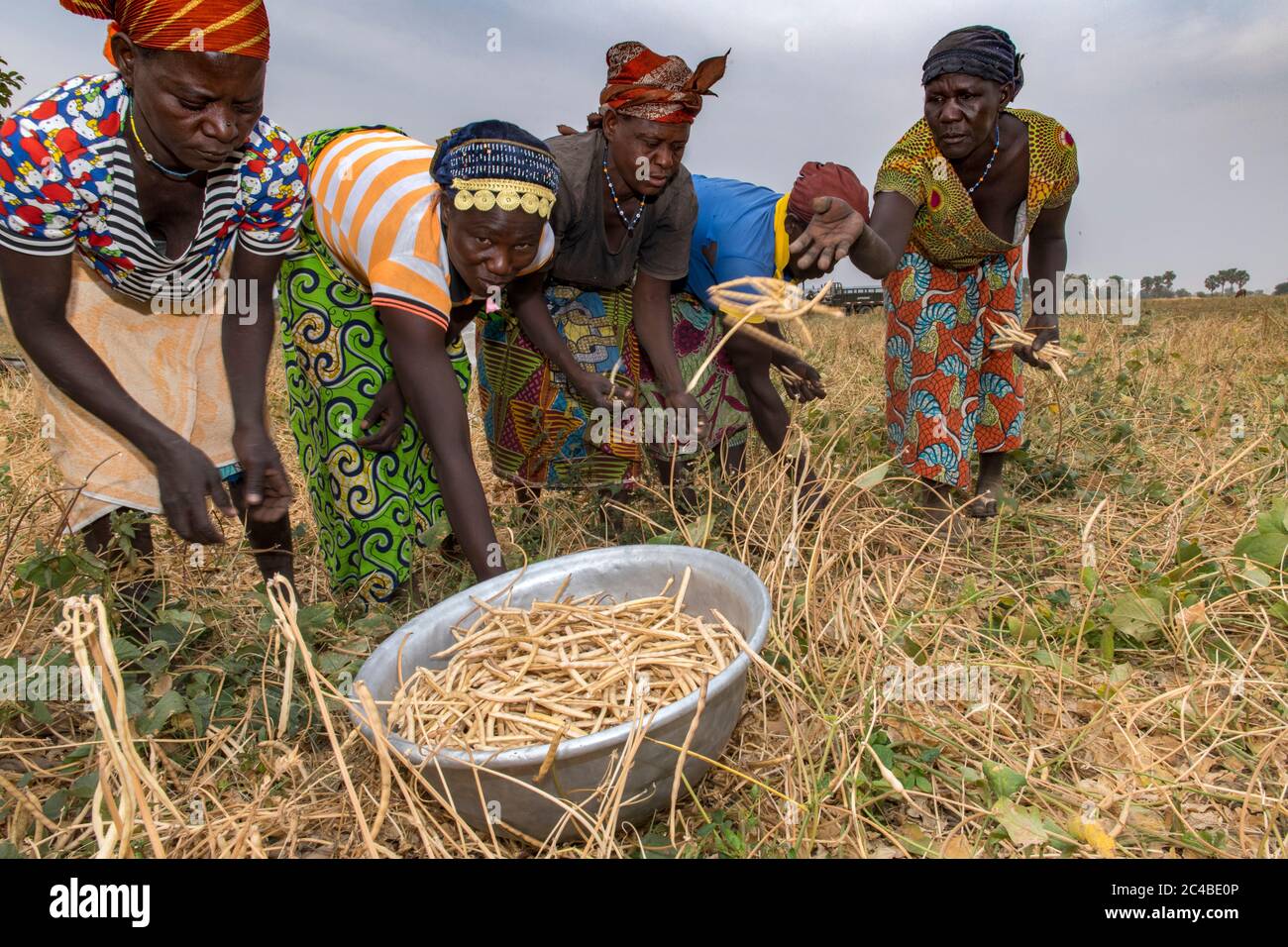 Bohnenpflücken in der Provinz Savanes, Nord-togo Stockfoto