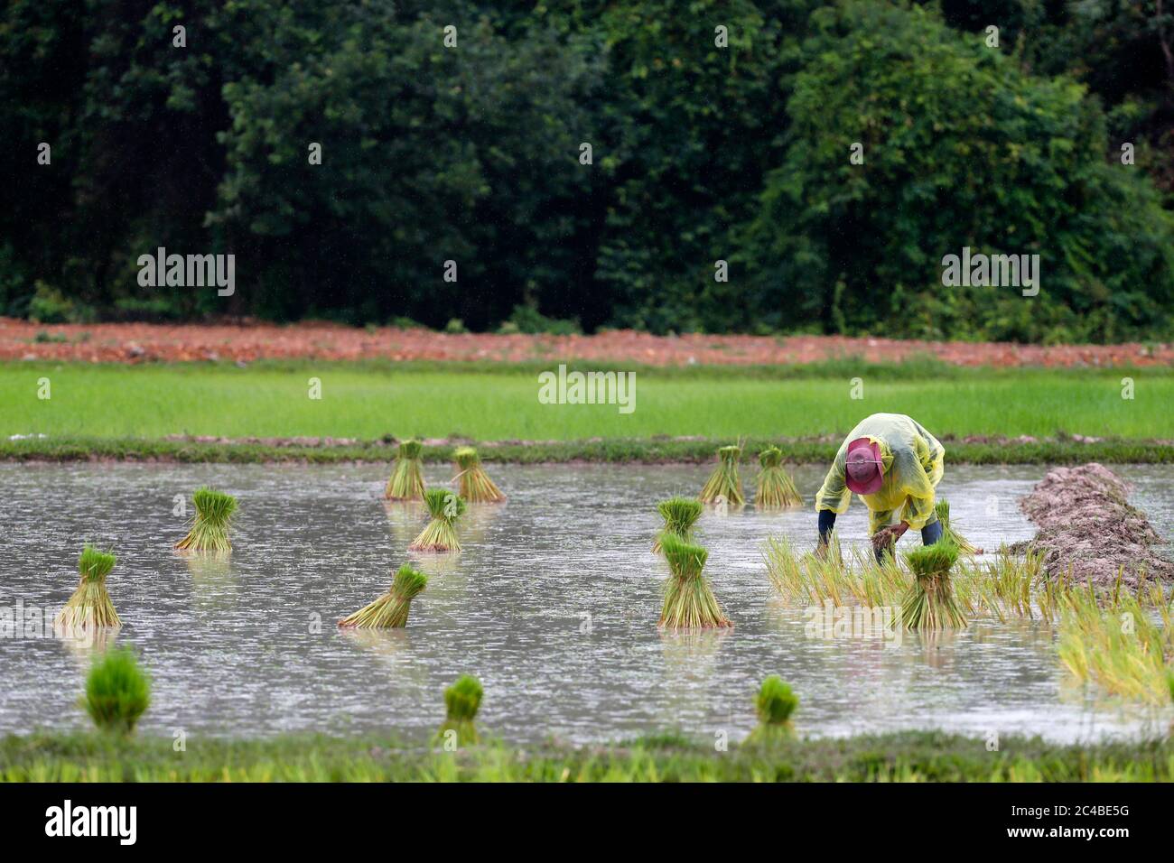 Asiatische Farmer verpflanzen Reis schießt in Reis-Caddies Stockfoto