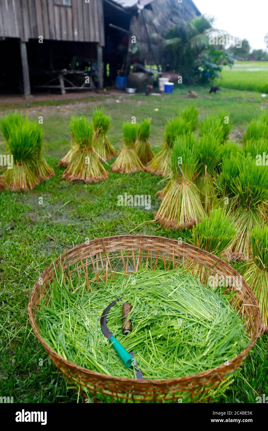 Asien Südostasien Stockfoto