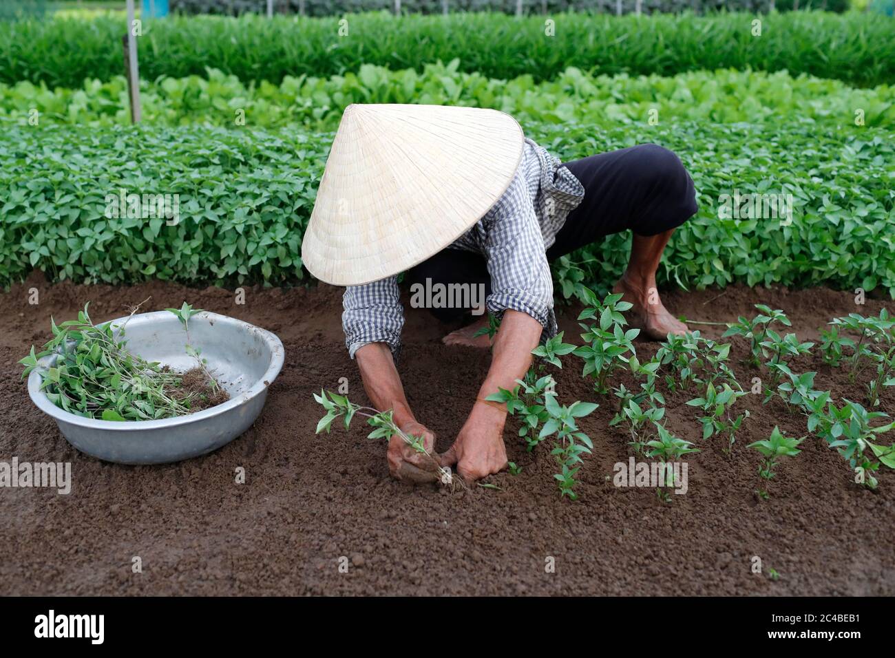 Vietnamesische Frau, die Setzlinge pflanzt Stockfoto