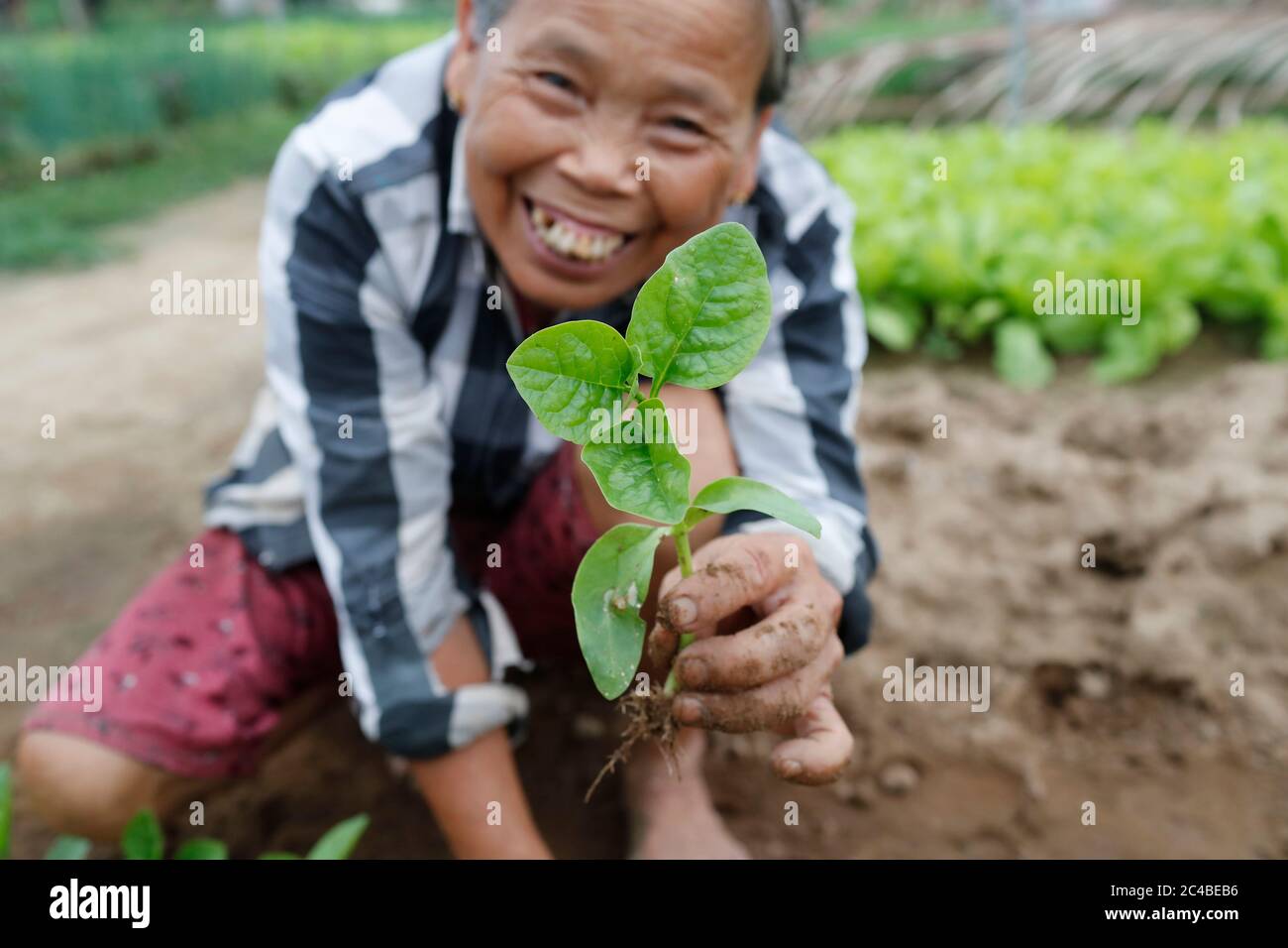 Vietnamesische Frau, die Setzlinge pflanzt Stockfoto