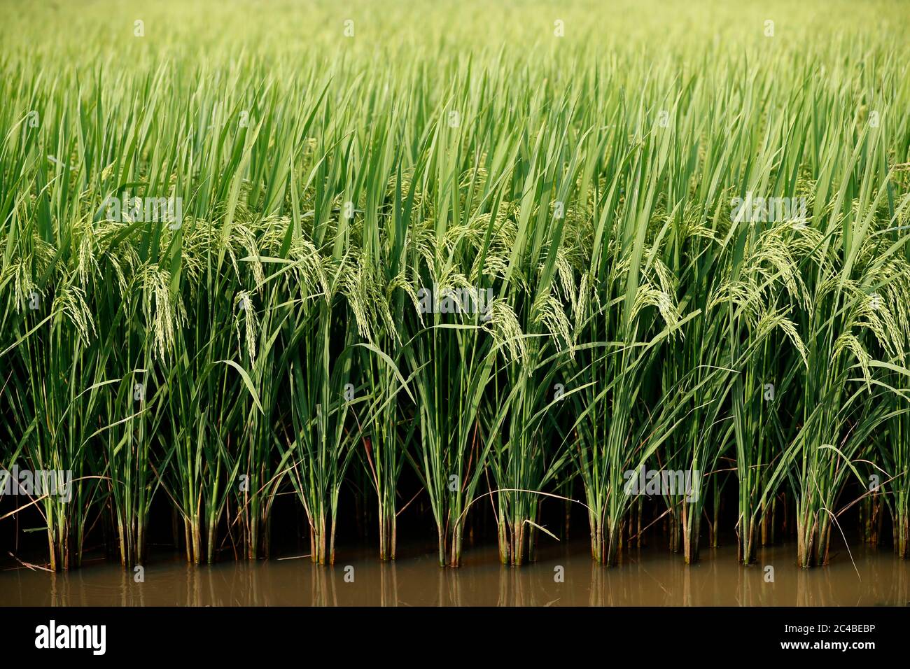 Landwirtschaft Stockfoto