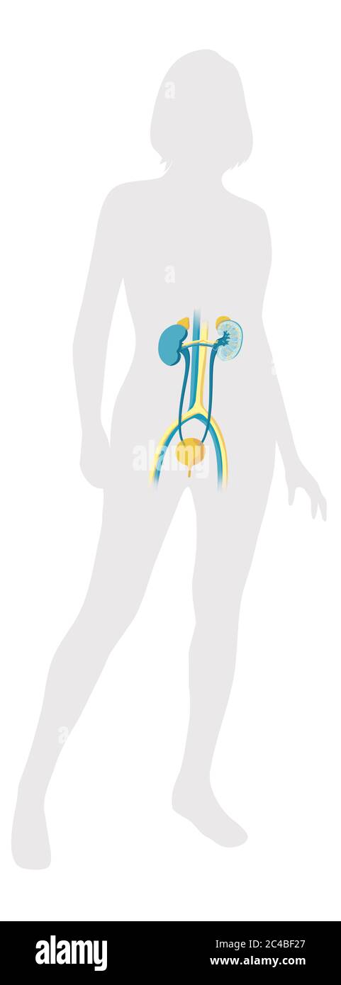 Weibliche Harnwege, Blase, Nieren, Nebennieren. Medizinische Illustration, die die Anatomie des weiblichen Harnsystems in einer weiblichen Silhouette darstellt. Dies Stockfoto