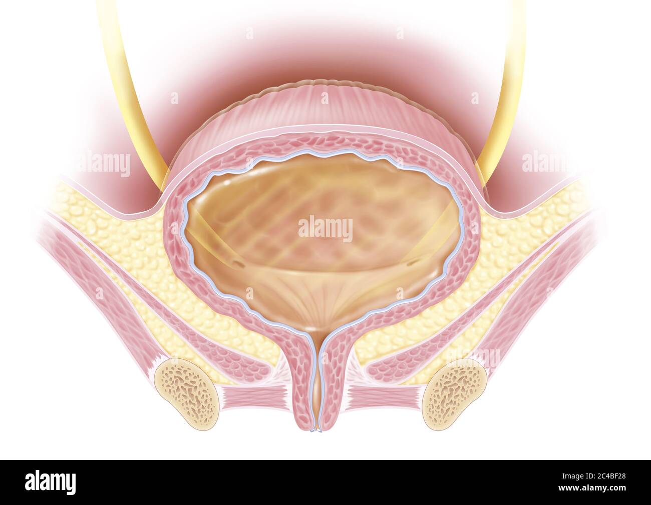 Vollständige Blasenanatomie im Frontalschnitt bei Frauen. Diese medizinische Illustration stellt die Struktur der Blase und ihre Beziehungen und unteren li Stockfoto