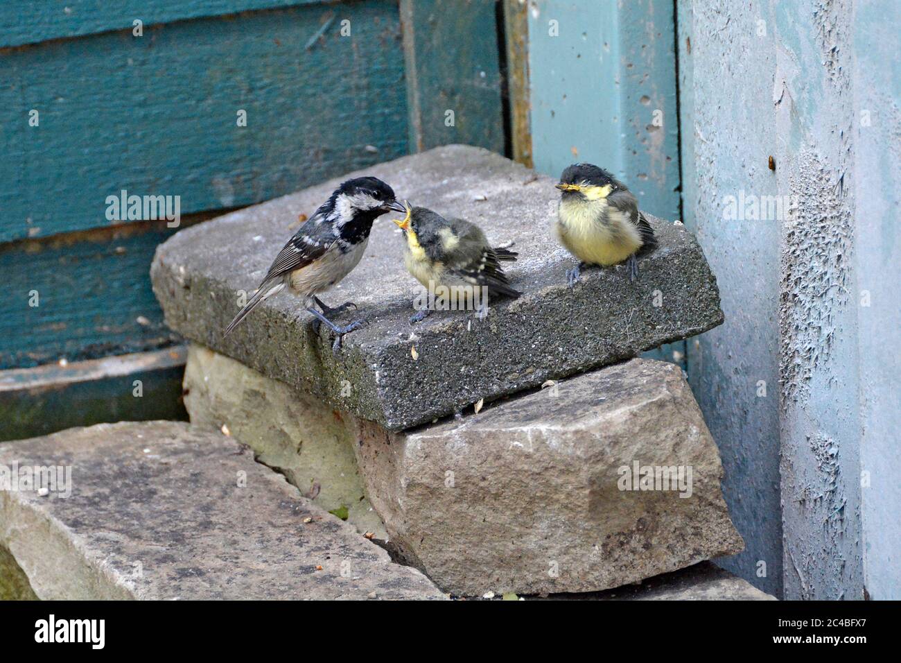 Erwachsene große Meise Parus Hauptvogel Hausgarten Steinplatte Fütterung einer von zwei neu geborenen jungen Kohlmeisen außerhalb der Nähe Nistkasten Essex England Großbritannien Stockfoto