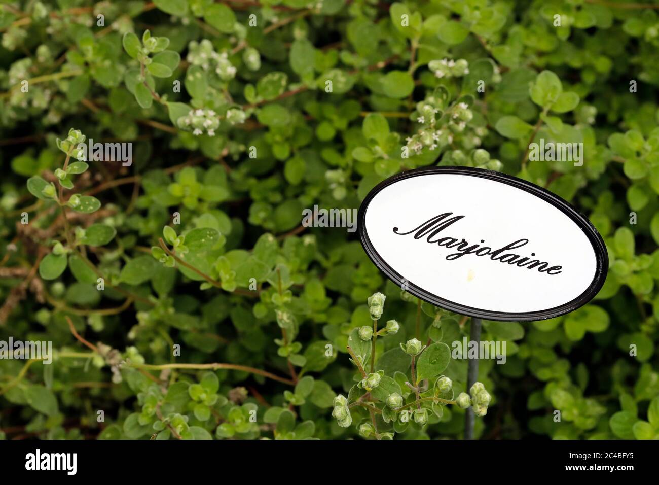Majoran Stockfoto