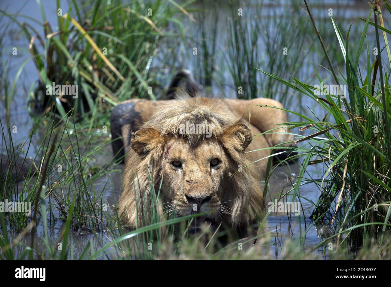 Männlicher Löwe (panthera leo) in Savanne Stockfoto