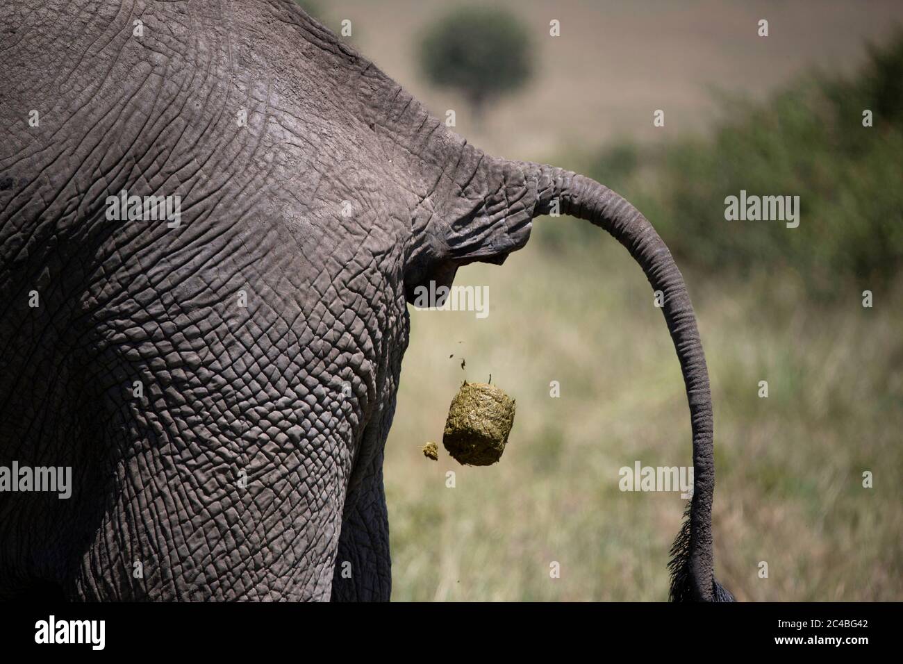 Afrikanischer Elefant (loxodonta africana) in Savanne Stockfoto