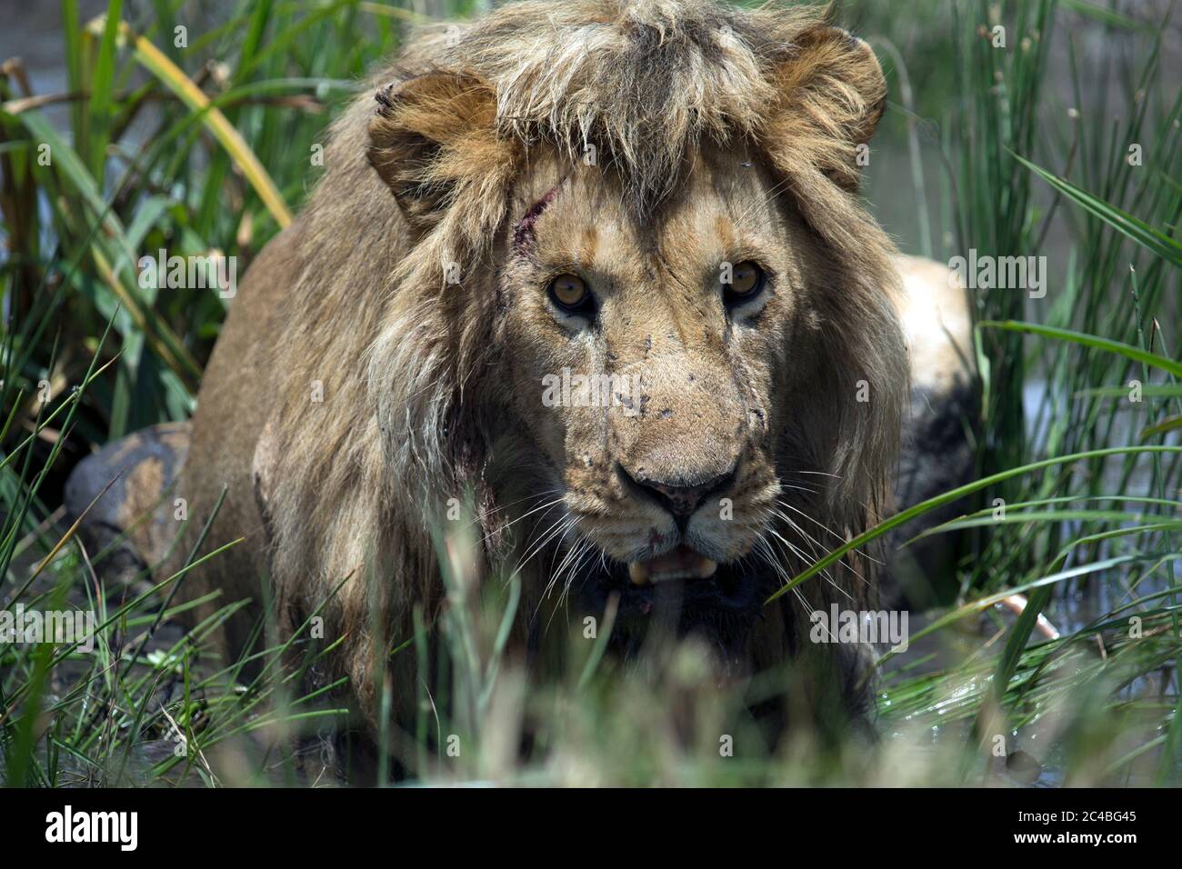 Männlicher Löwe (panthera leo) in Savanne Stockfoto