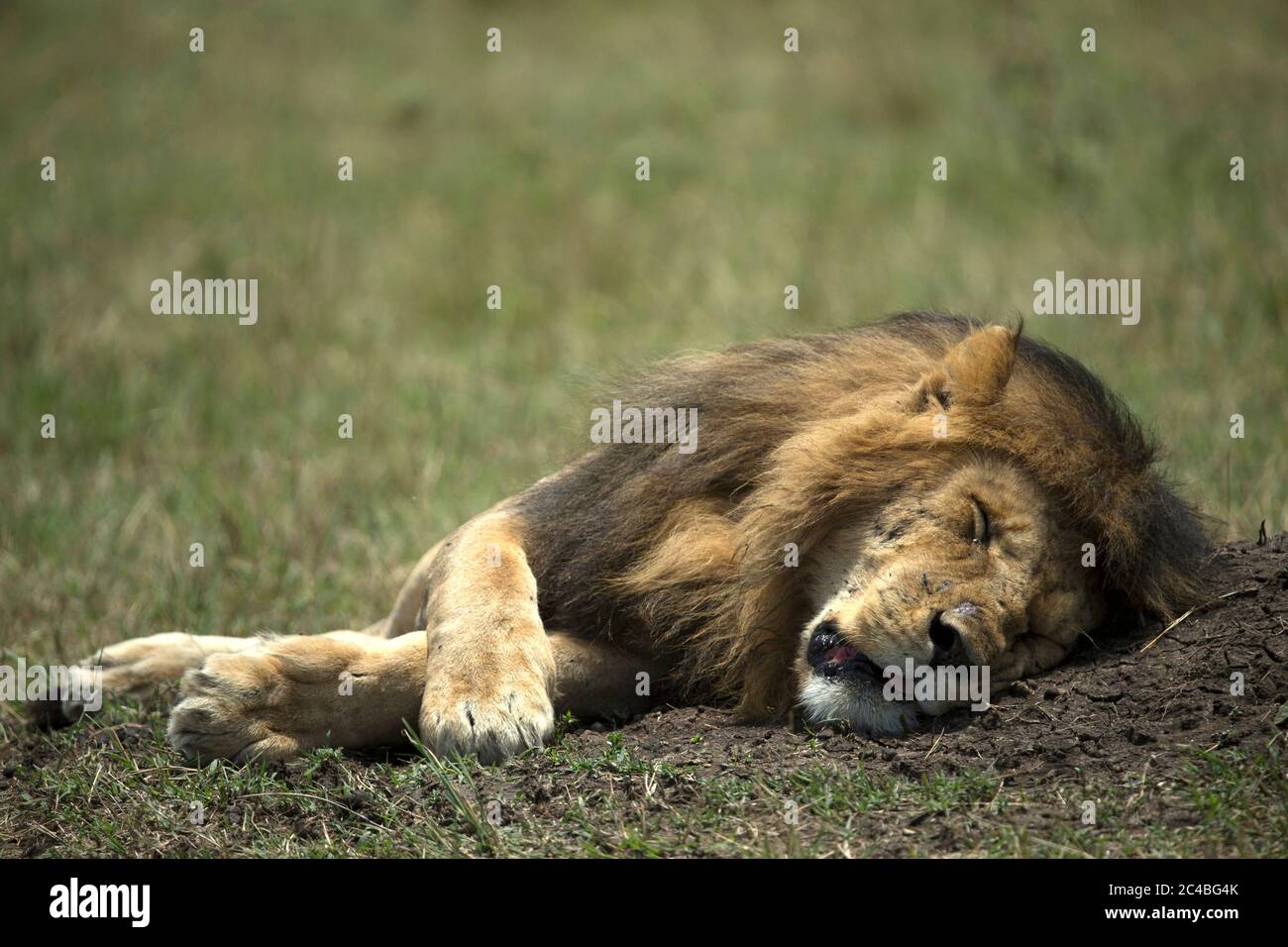 Männlicher Löwe (panthera leo) in Savanne Stockfoto