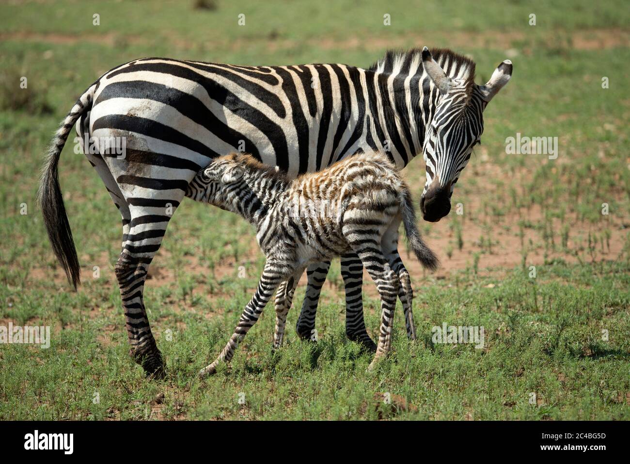 Zebra-Mutter (equus quagga burchellii) mit ihrem neugeborenen Baby Stockfoto