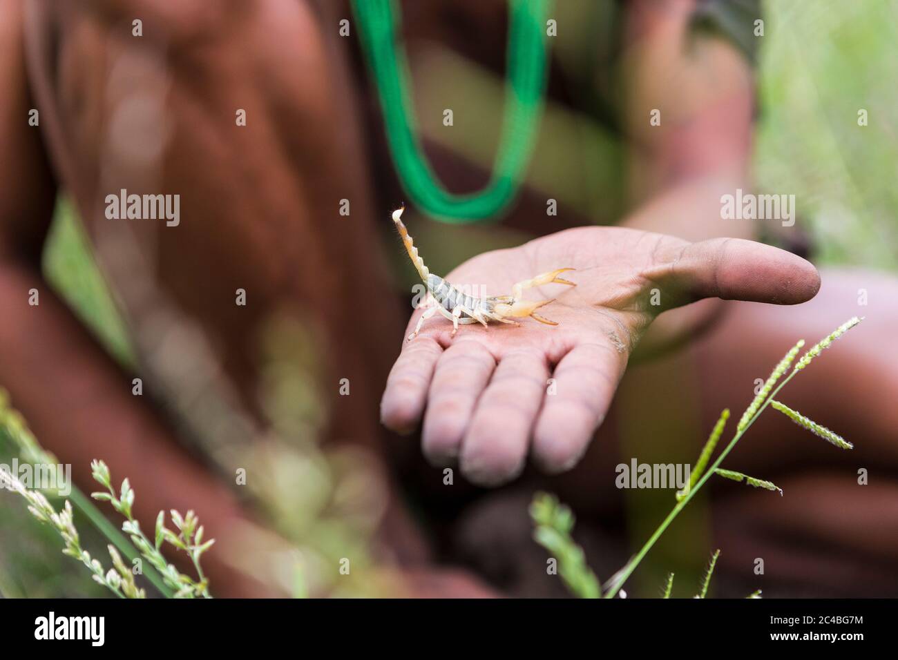 Nahaufnahme des Buschmanns mit Skorpion, Botswana Stockfoto