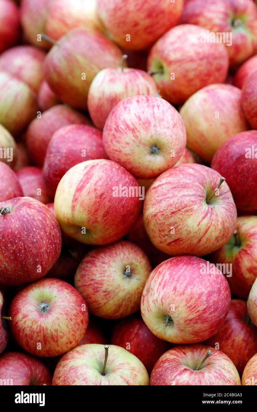 Bio-Äpfel zum Verkauf auf dem Markt Stockfoto