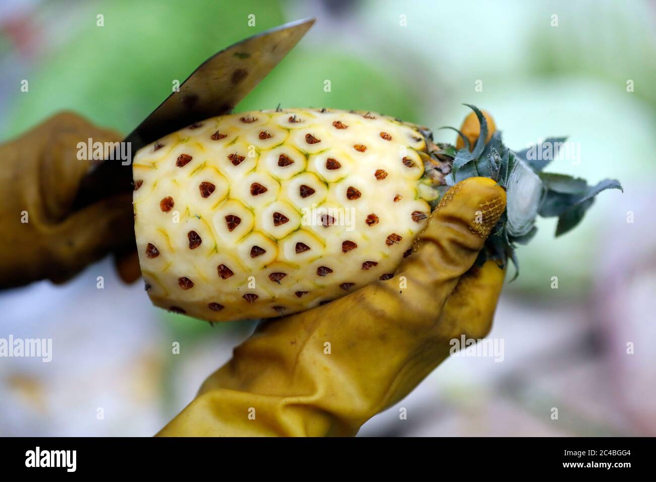 Frau verkauft frische Ananas auf dem Markt Stockfoto