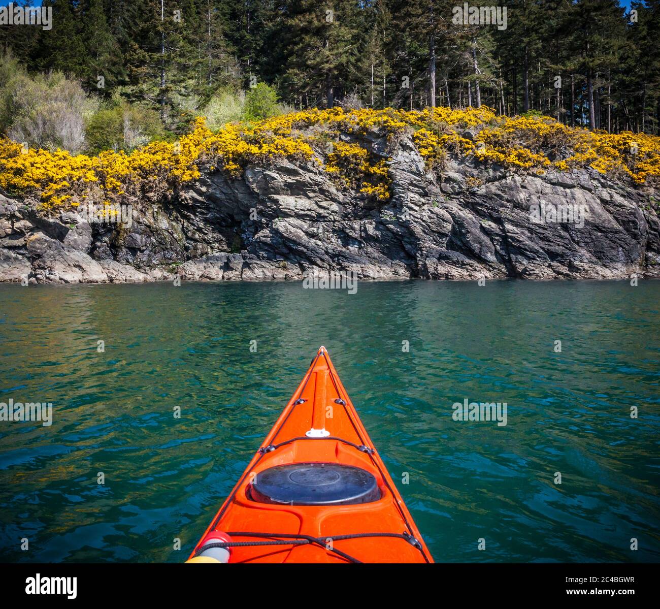 Erste Person Perspektive eines Kajakers vor der Ostküste von Orcas Island mit Blick auf die felsige Küste und gelbe Blumen, Washington State, USA. Stockfoto