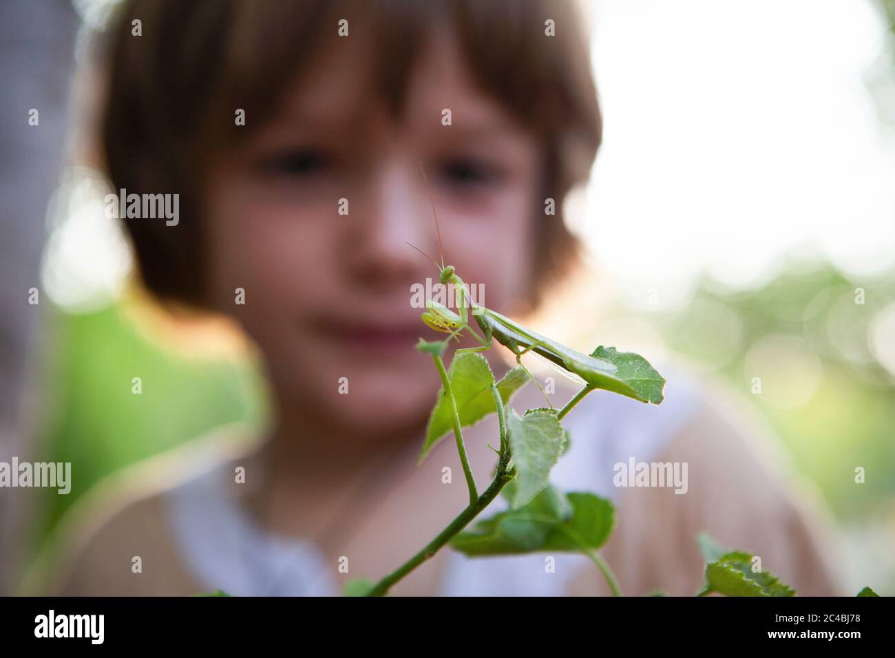 Ein fünfjähriger Junge, der eine Gottesanbeterin auf einem Blatt genau ansieht. Stockfoto