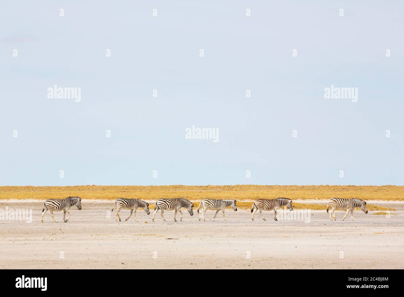 Burchell's Zebra, eine kleine Gruppe von Tieren in der Kalahari Wüste, Stockfoto