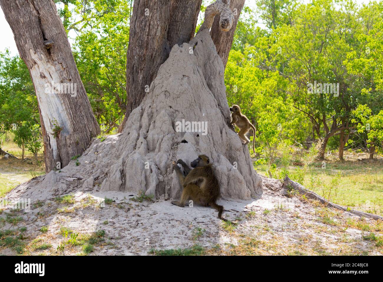 Eine Familie von Pavianen unter den Bäumen in der Nähe eines Termitenhügels in einem Wildreservat. Stockfoto
