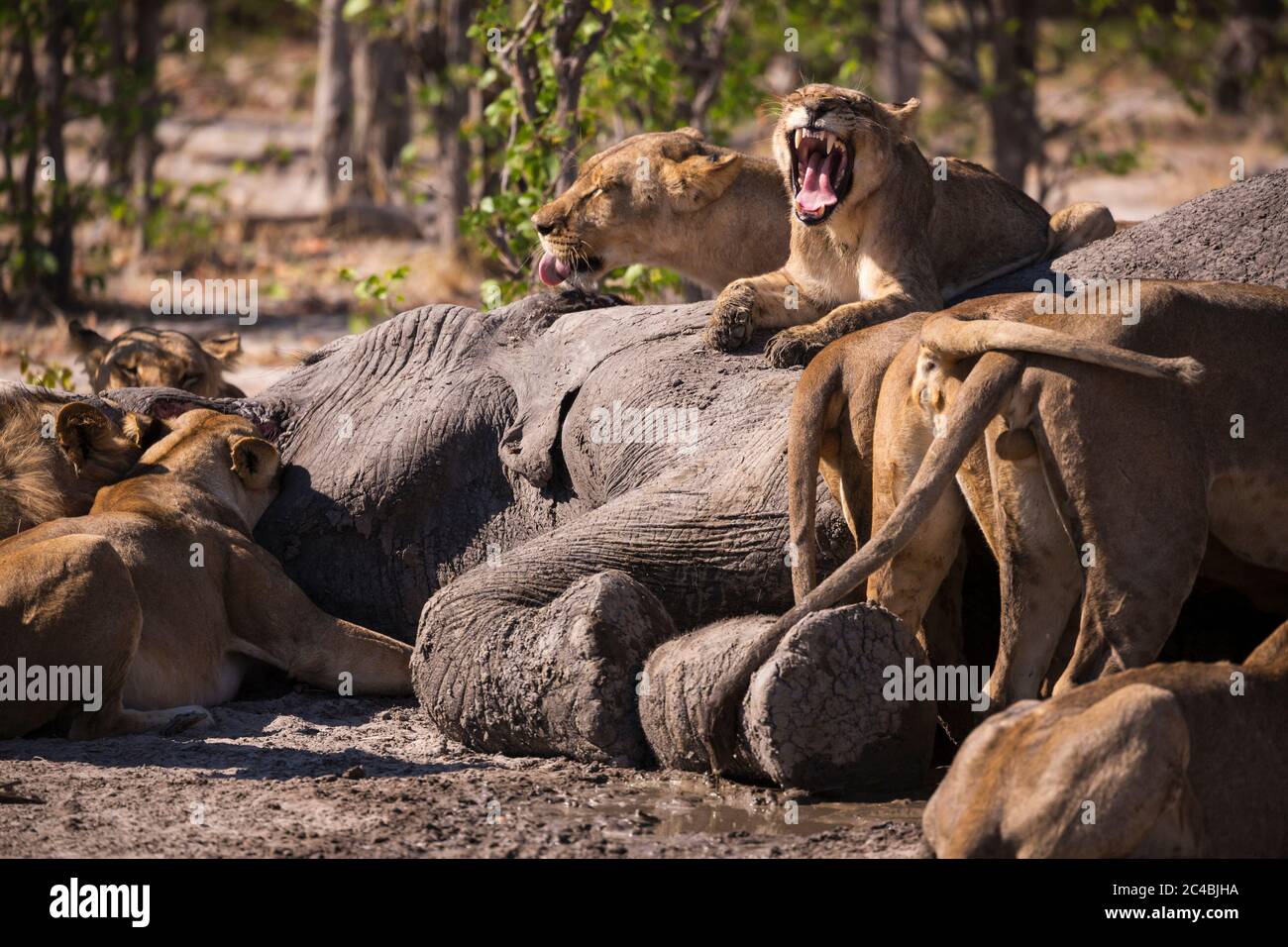 Eine Gruppe weiblicher Löwen, die sich in einem Wildreservat auf einem toten Elefanten ernähren. Stockfoto
