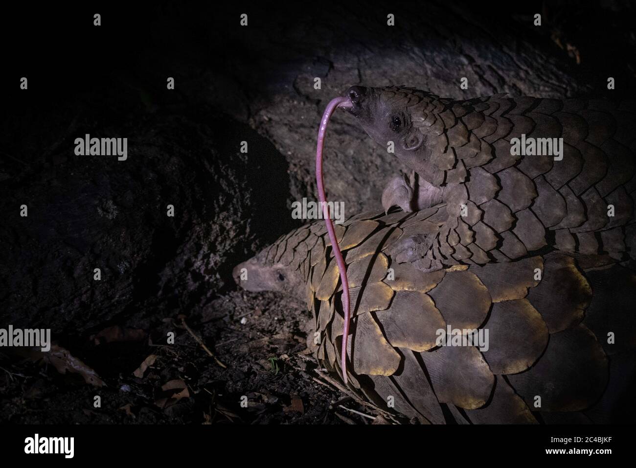 Ein Pangolin, Smutsia temminckii, liegt auf dem Boden, während ihr Welpen auf dem Rücken liegt, die Zunge ausgestreckt Stockfoto