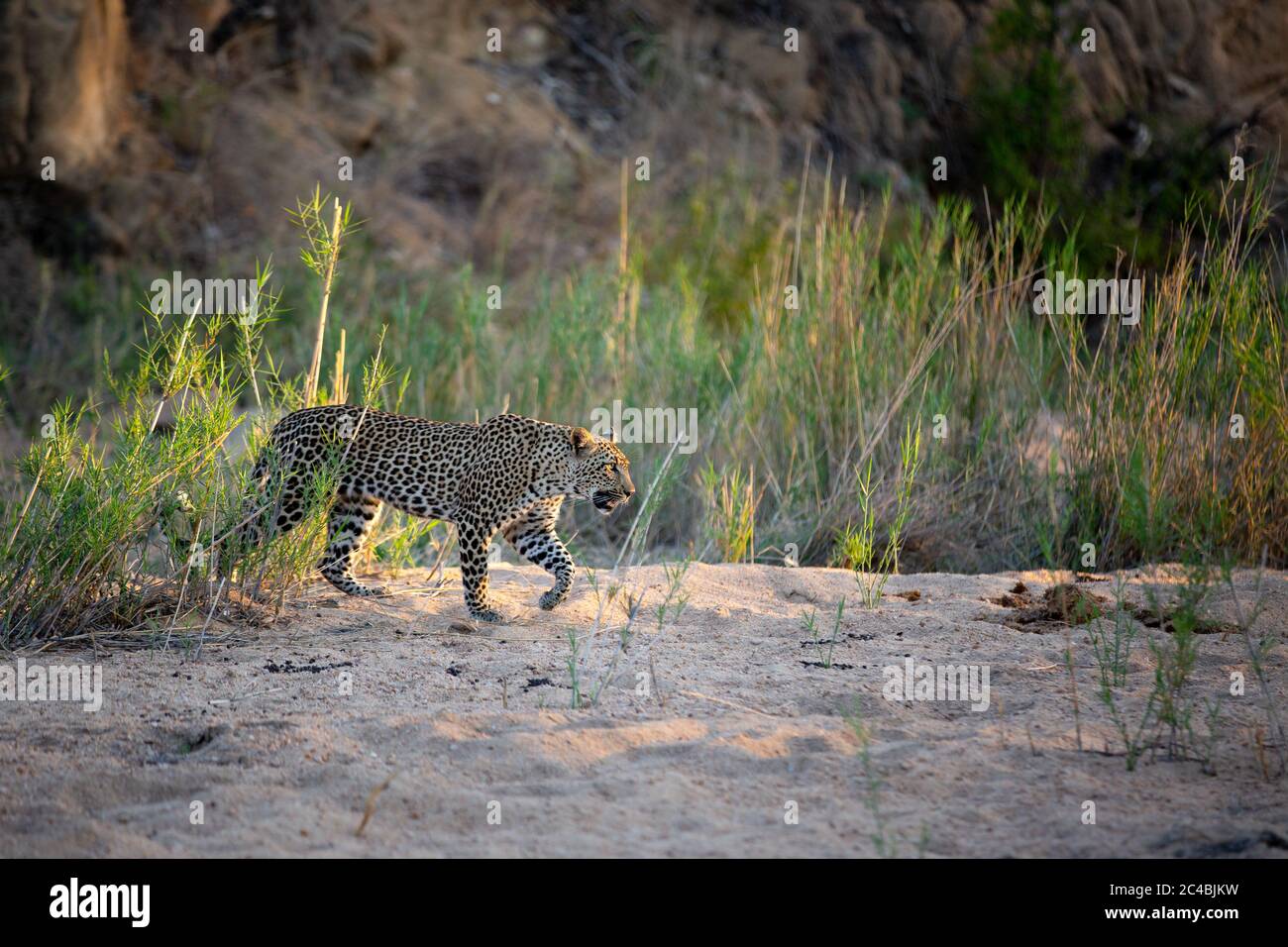 Ein Leopard, Panthera pardus, geht durch eine Sandbank, Vorderbein angehoben, Blick aus frane, Sonnenlicht Stockfoto