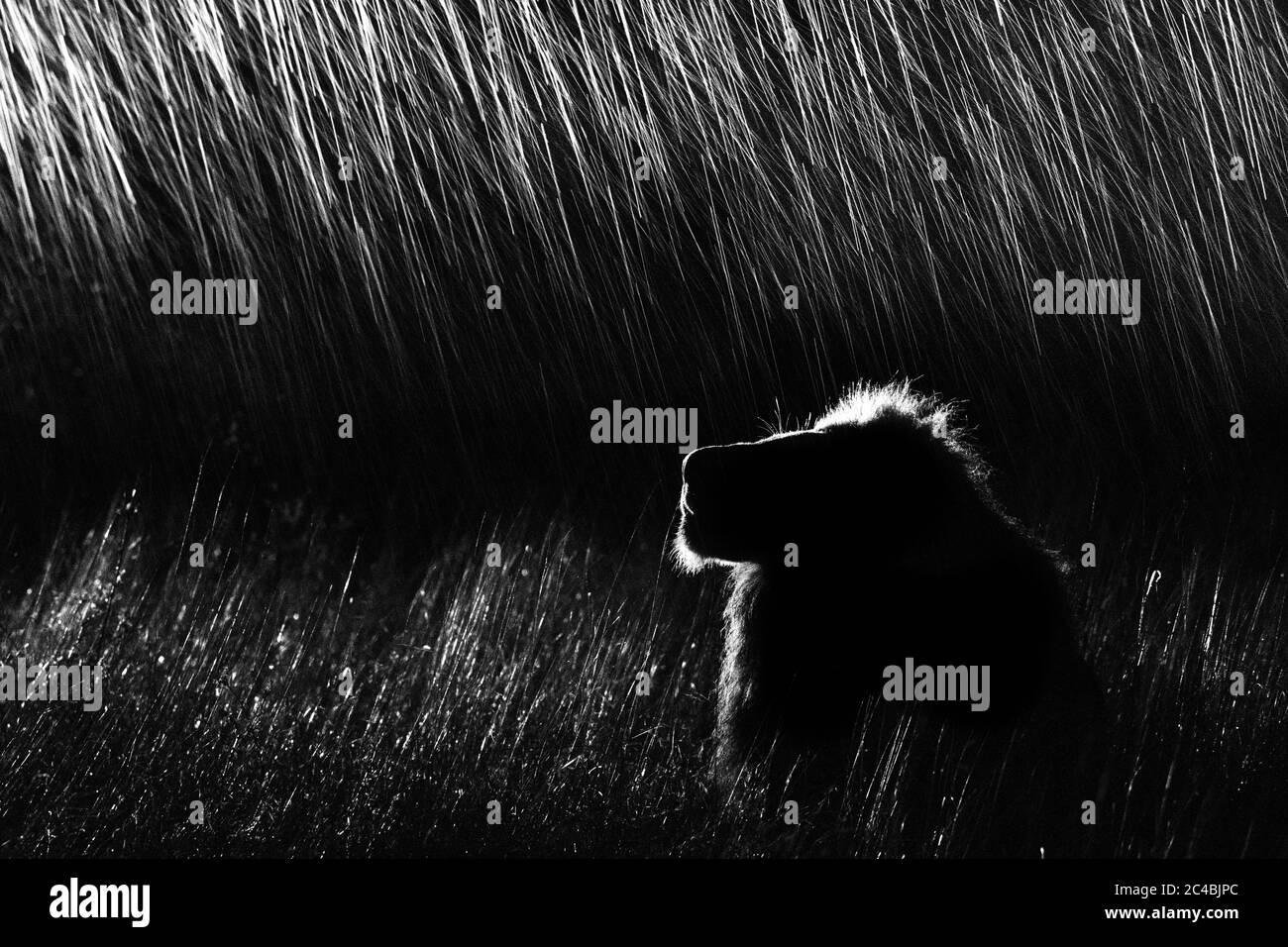Ein Seitenprofil eines männlichen Löwen, Panthera leo, der in hohem Gras liegt und nachts aufschaut, beleuchtet von einem Scheinwerfer, in Schwarz und Weiß Stockfoto