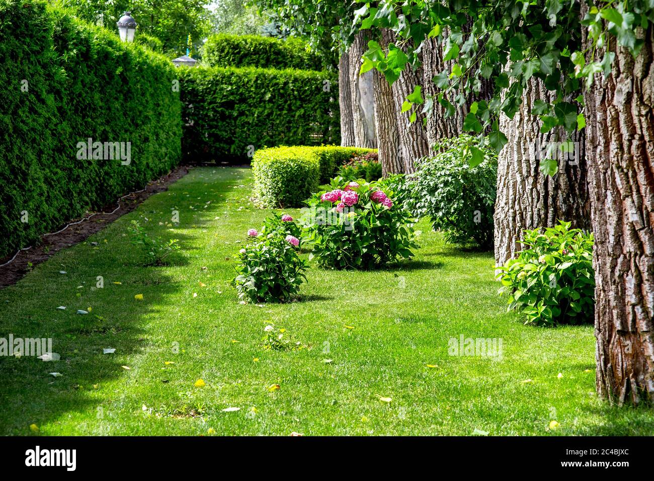 thuja occidentalis little giant Little Giant Arborvitae