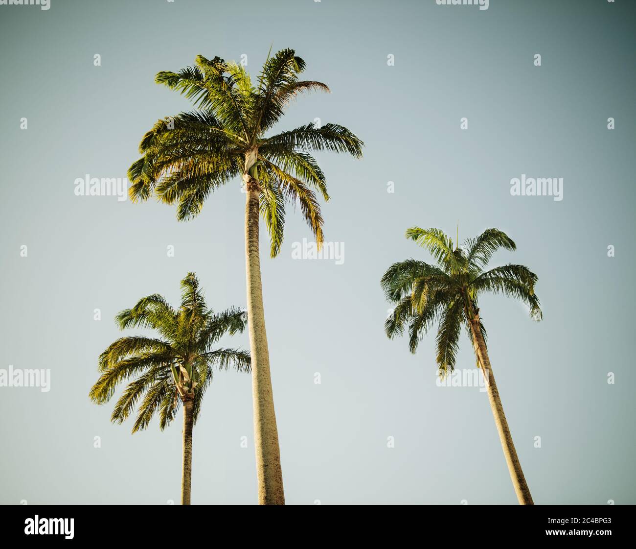 Palmen in Bahia, Brasilien, Südamerika Stockfoto